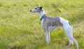 Whippet in meadow