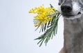 Fawn whippet with mimosa branch in its mouth Royalty Free Stock Photo