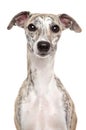 Whippet portrait on a white background Royalty Free Stock Photo