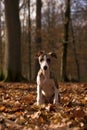 Whippet puppy