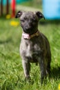 Whippet puppy in the short grass Royalty Free Stock Photo