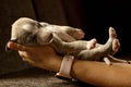 Whippet puppy sleeping in hands