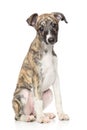 Whippet puppy on white background