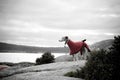 Whippet in red coat