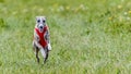 Whippet in red shirt running in the field on lure coursing competition Royalty Free Stock Photo