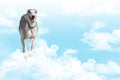 Whippet running in clouds