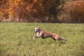 Whippet running in coursing field on lure coursing