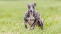 Whippet running in the field on lure coursing competition Royalty Free Stock Photo