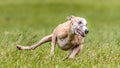 Whippet running in the field on lure coursing competition Royalty Free Stock Photo