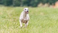 Whippet running in the field on lure coursing competition Royalty Free Stock Photo