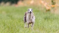 Whippet running in the field on lure coursing competition Royalty Free Stock Photo