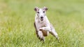 Whippet running in the field on lure coursing competition Royalty Free Stock Photo