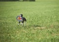 Whippet running with frisbie Royalty Free Stock Photo