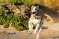 Whippet running