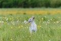 Whippet running in jacket coursing field on lure coursing