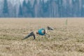 Whippet running in jacket coursing field on lure coursing
