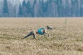 Whippet running in jacket coursing field on lure coursing Royalty Free Stock Photo