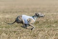 Whippet running in jacket coursing field on lure coursing