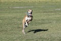 Whippet running at the park