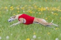 Whippet running in a red jacket coursing field on lure coursing Royalty Free Stock Photo