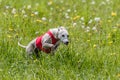 Whippet running in a red jacket coursing field on lure coursing Royalty Free Stock Photo