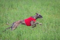 Whippet running in a red jacket coursing field on lure coursing Royalty Free Stock Photo