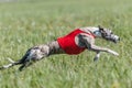 Whippet running in a red jacket coursing field on lure coursing