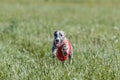 Whippet running in a red jacket coursing field on lure coursing Royalty Free Stock Photo