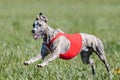 Whippet running in a red jacket coursing field on lure coursing Royalty Free Stock Photo