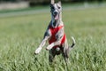 Whippet running in a red jacket coursing field on lure coursing