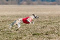 Whippet running in a red jacket coursing field on lure coursing