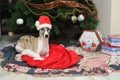 Whippet in Santa Claus sack at the foot of Christmas tree next to gift boxes Royalty Free Stock Photo