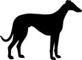 Whippet silhouette black Royalty Free Stock Photo