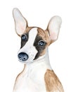 Whippet snap dog puppy character portrait with big funny ears. Royalty Free Stock Photo