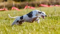 Whippet sprinter running in the field on lure coursing competition Royalty Free Stock Photo