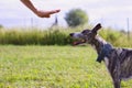 Whippet trains the command to stay Royalty Free Stock Photo