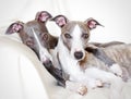 Whippets friendship Royalty Free Stock Photo