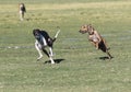 Whippets running at the park Royalty Free Stock Photo