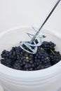 Whipping dark blue grapes with a mixer in a barrel, the process of making homemade wine