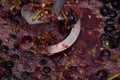 Whipping grapes with a mixer in a barrel, the process of making homemade wine