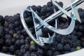 Whipping grapes with a mixer in a barrel, the process of making homemade wine closeup