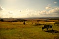 Whipsnade Countryside