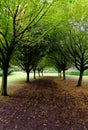 Whipsnade Tree Cathedral - Chilterns - United Kingdom