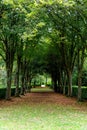 Whipsnade Tree Cathedral - Chilterns - United Kingdom