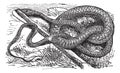 Whipsnake or Coachwhip or Masticophis flagellum, vintage engraving