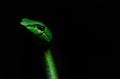 WhipSnake Royalty Free Stock Photo