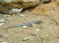 The whiptail blue lizard Royalty Free Stock Photo