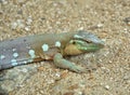 The whiptail blue lizard Royalty Free Stock Photo