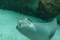 Whiptail stingray (Dasyatis americana) Royalty Free Stock Photo