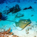 Whiptail Stingray (Dasyatis pastinaca) at Dive, Komodo Royalty Free Stock Photo